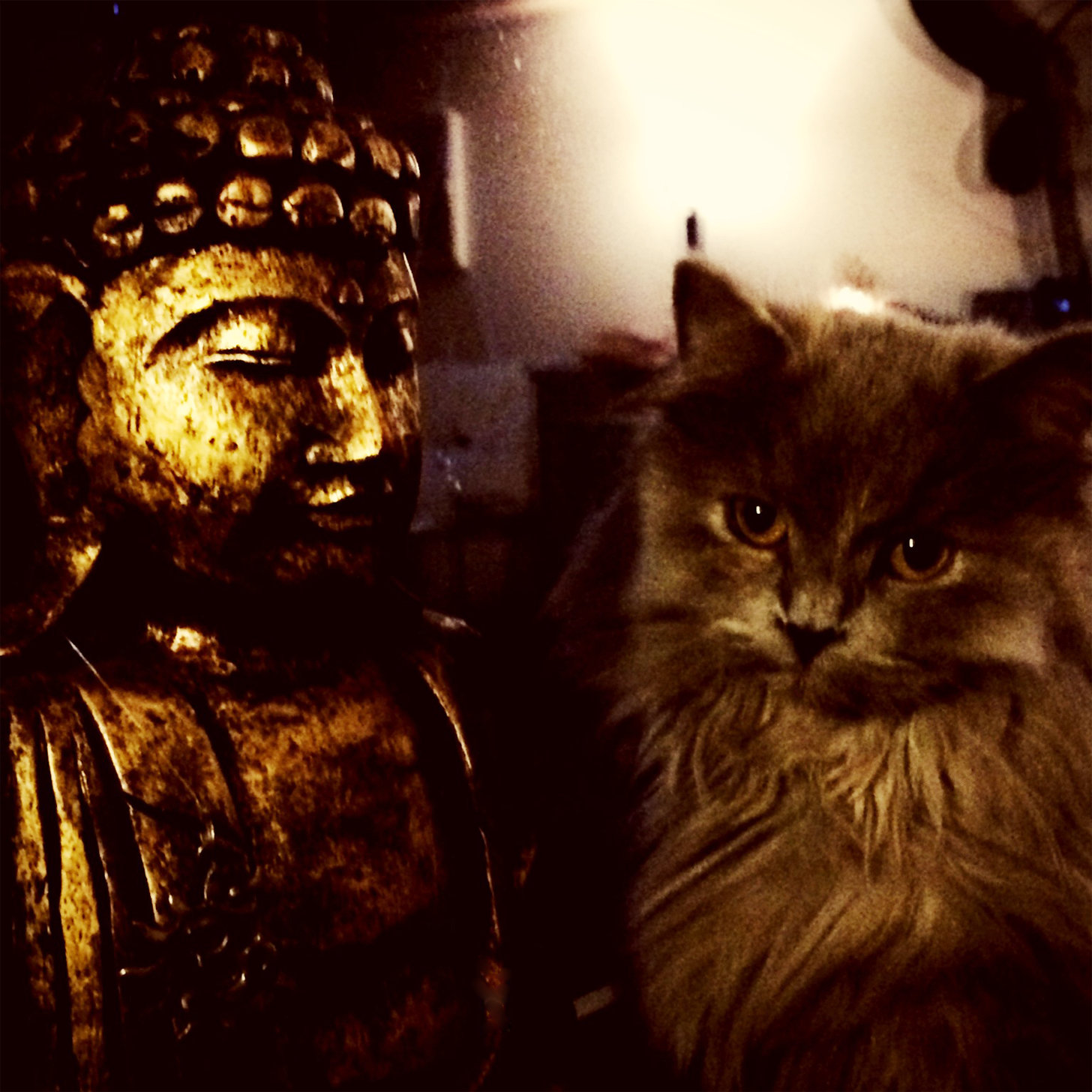 BuddhaCat